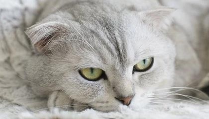 熊猫体育app下载-凯尔特人队防守稳固 连胜势头不可阻挡，凯尔特人队厉害吗