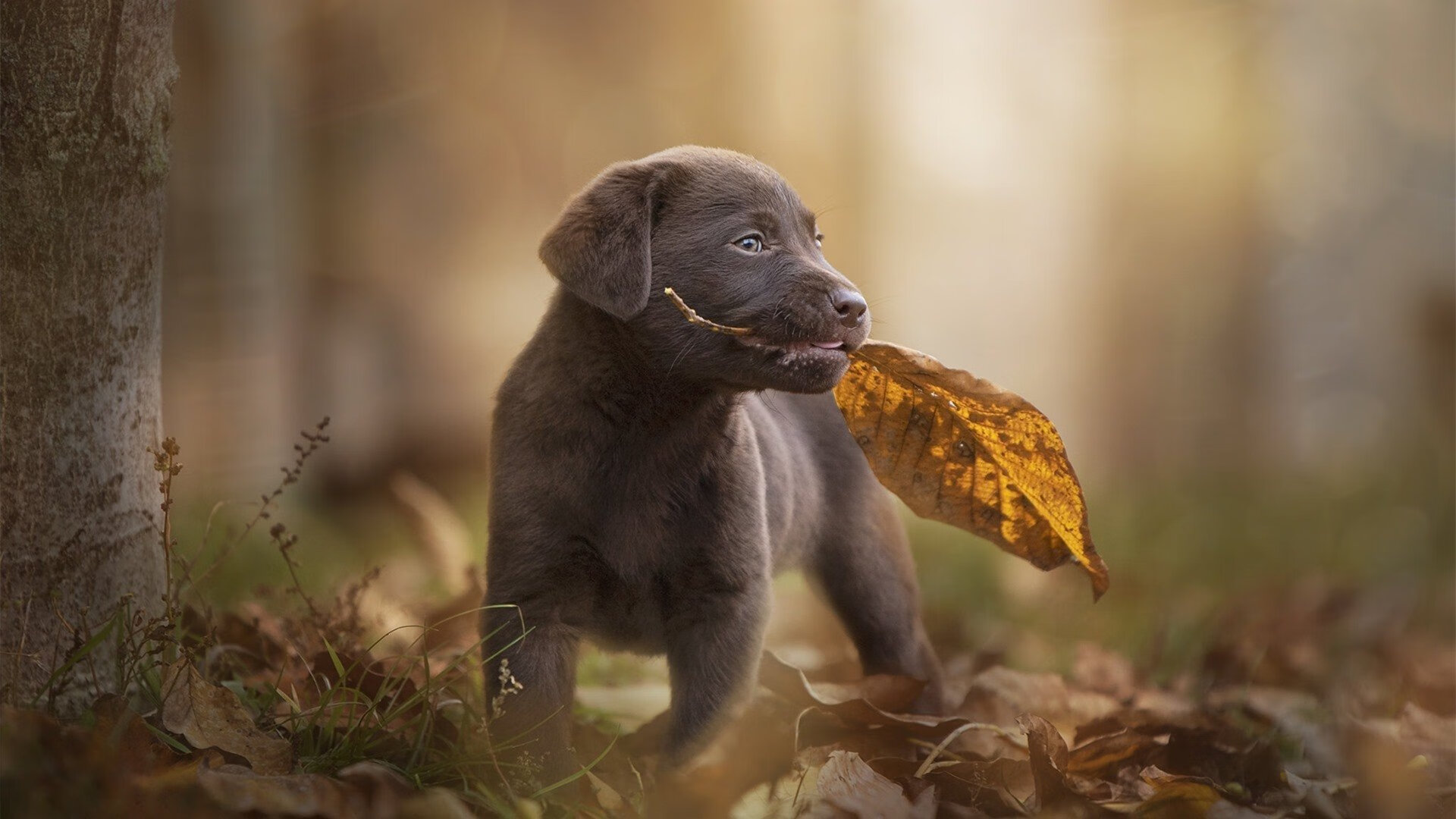 纽卡斯尔联主场2-1战胜曼联，状态回暖，纽卡斯尔联主场叫什么