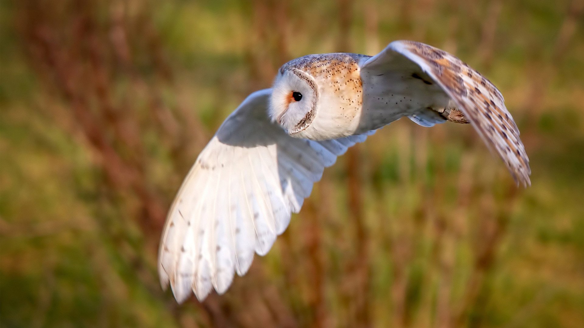 莱比锡红牛客场取胜，稳固联赛前四位置，莱比锡红牛比赛视频