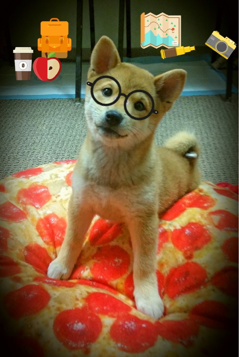 法国马术队在巴黎奥运会障碍赛团体决赛中获得铜牌,展现出色表现。