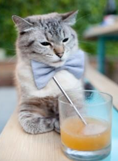 篮球运动员专项技能动作标准化训练体系的建立与完善，篮球运动员基本功