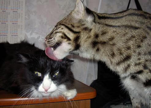 篮球运动员专项技能动作标准化训练体系的建立与完善，篮球运动员基本功