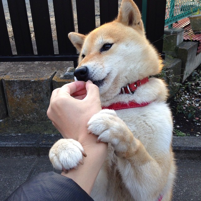 篮球运动员比赛后恢复技术应用研究，篮球运动员的赛后恢复