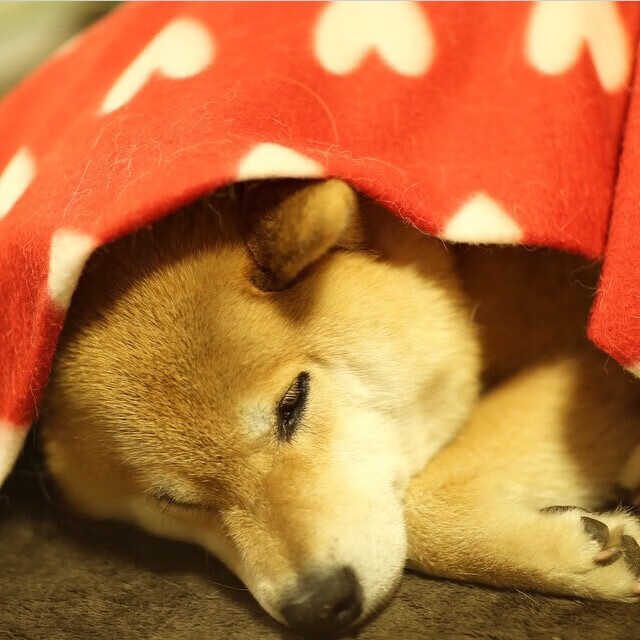 熊猫直播-世界杯战火激烈：逆转奇迹惊天地泣鬼神！，世界杯惊天大逆转