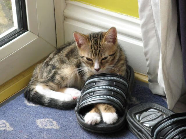 爱尔兰男队青训持续发力，人才不断涌现，爱尔兰足球队队员