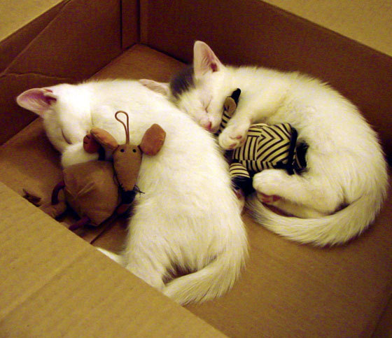 男子超级联赛吸引国际球星加盟，男篮超级联赛