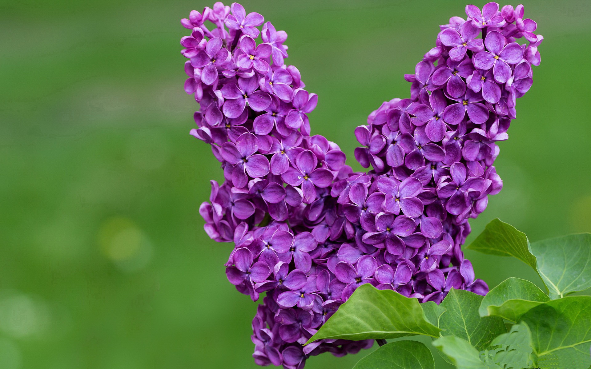 男子超级联赛吸引国际球星加盟，男篮超级联赛