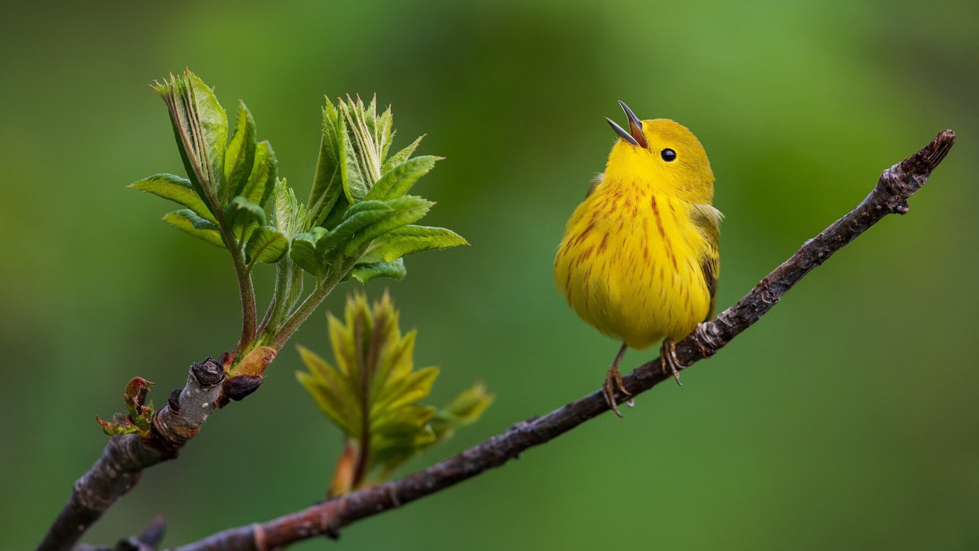维尔·冯·威克:在高强度对抗中脱颖而出,助力南非队攻破敌防,冯克劳维茨