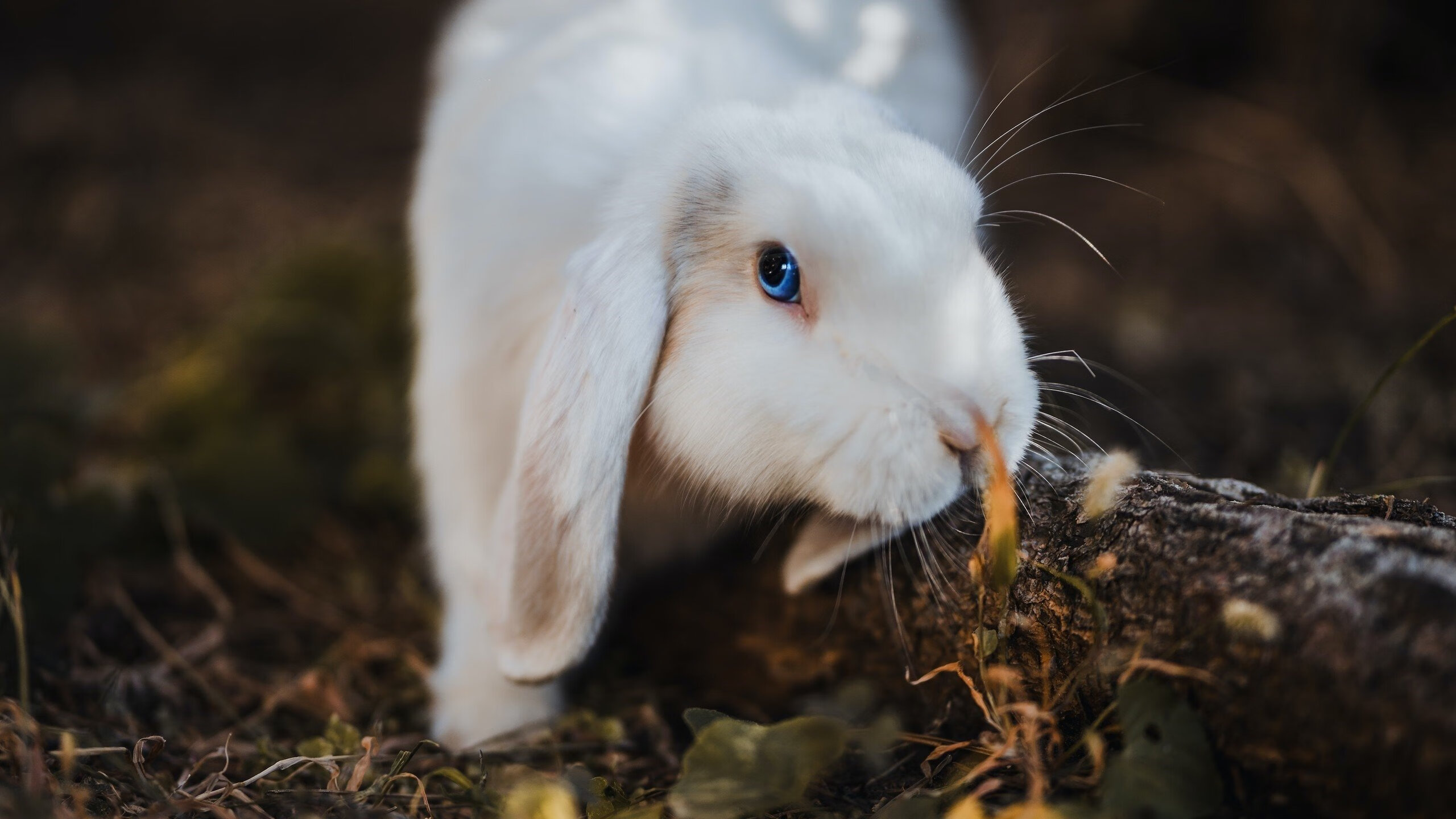 英超球队的社会责任项目，英超球队介绍通俗易懂