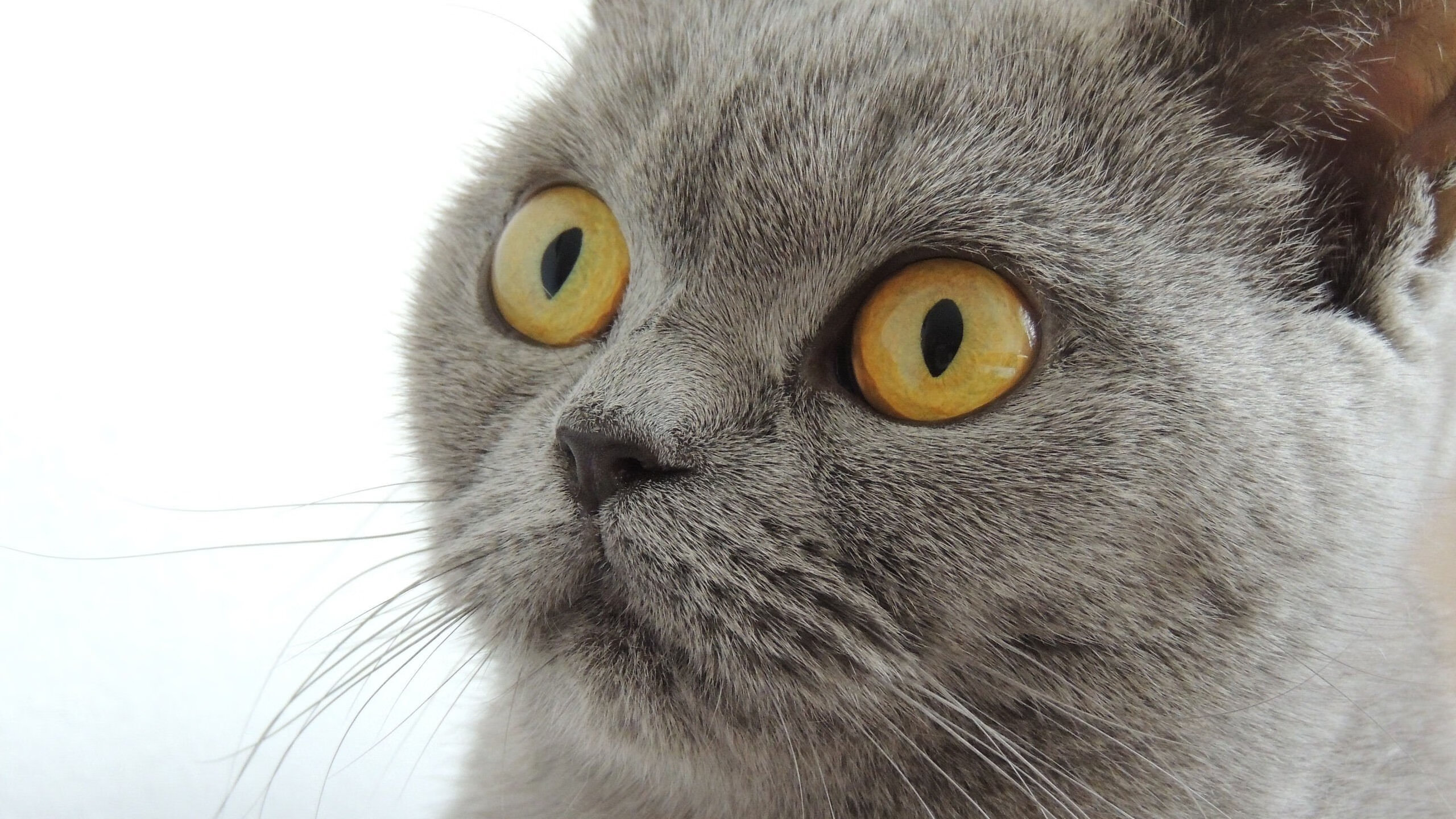 熊猫体育入口-转会传闻不断球队保持低调专注备战不受外界干扰影响，这名球员愿意转会到对他的技巧要求不那么高的联赛