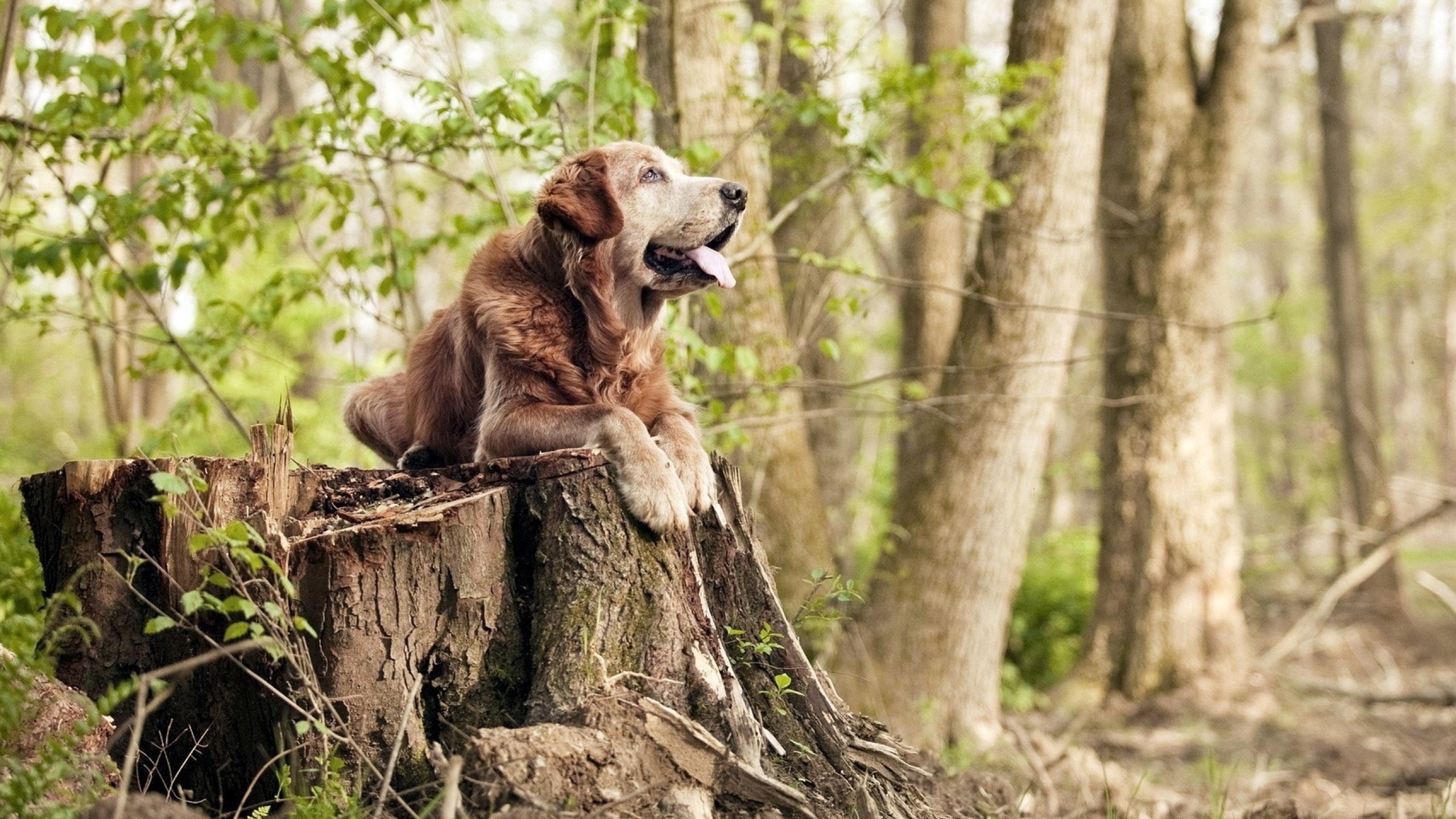 熊猫体育在线登录-阿根廷青年新星崭露头角，国家队未来可期