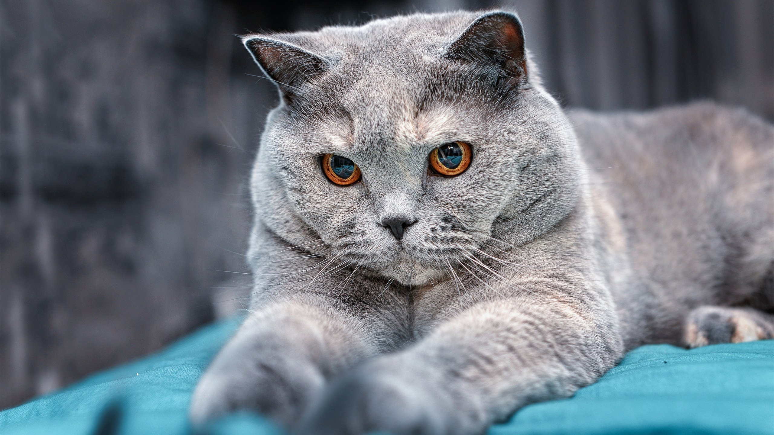 熊猫体育网页版-退役赛传奇复出表演赛吸引大批媒体关注，退役后重返赛场