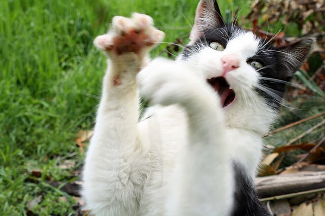 马来西亚男篮在东南亚预选赛中奋勇争胜，力争出线