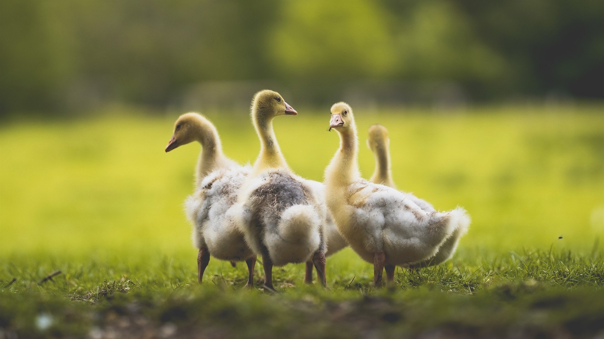 熊猫体育app下载-高校篮球联赛试点区域交叉赛制提升比赛观赏性，篮球比赛交叉淘汰赛