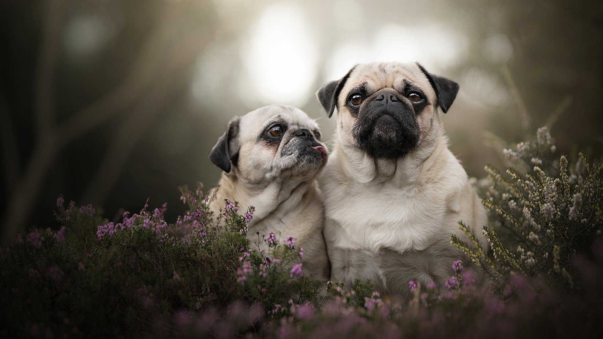 熊猫体育app-麦克沃伊50米蝶泳引爆全球泳坛，麦克沃德